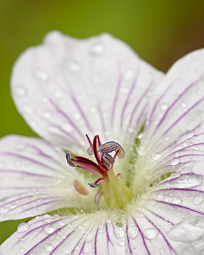 Richardson's geranium (Geranium richardsonii),  Weston Pass, Pike and San Isabel National Forest, Colorado, United States of America, North America