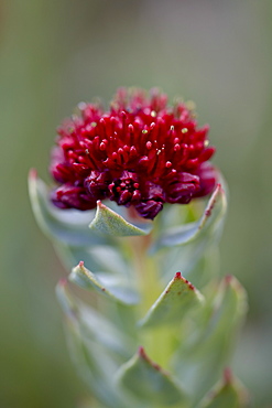 Roseroot (King's Crown) (Sedum rosea), Mount Evans, Colorado, United States of America, North America