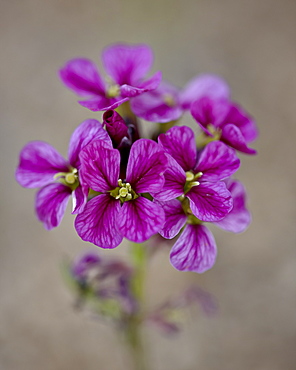 Parry’s primrose (Primula parryi), Mount Evans, Colorado, United States of America, North America