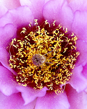 Whipple's fishhook (Sclerocactus whipplei) bloom, The Needles District, Canyonlands National Park, Utah, United States of America, North America