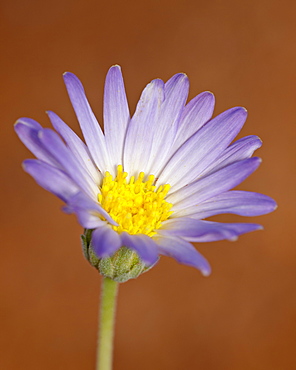 Utah daisy (Erigeron utahensis), Canyon Country, Utah, United States of America, North America