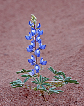 Dwarf lupine (small lupine) (rusty lupine) (Lupinus pusillus), Canyon Country, Utah, United States of America, North America