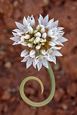 Prairie wild onion (Allium textile), Canyon Country, Utah, United States of America, North America