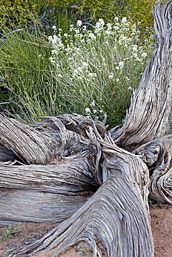 Fremont's peppergrass (Lepidium fremontii) behind a weathered juniper trunk, Arches National Park, Utah, United States of America, North America