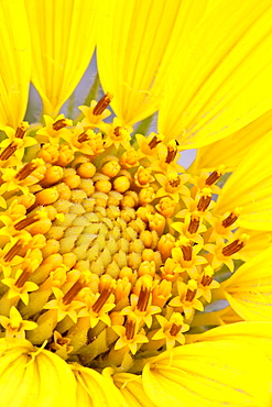 Detail of a rough mulesears (Wyethia scabra) bloom, Arches National Park, Utah, United States of America, North America