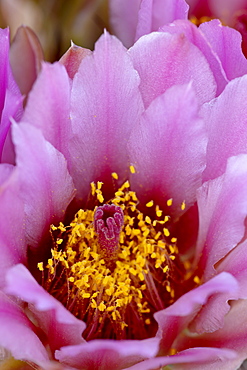 Whipple's fishhook (Sclerocactus whipplei) bloom, The Needles District, Arches National Park, Utah, United States of America, North America