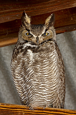 Great horned owl (Bubo virginianus), Whitewater Draw Wildlife Area, Arizona, United States of America, North America