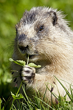 Hoary marmot (Marmota caligata) eating, Glacier National Park, Montana, United States of America, North America