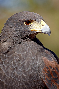 Harris's hawk (Parabuteo unicinctus) in captivity, Arizona Sonora Desert Museum, Tucson, Arizona, United States of America, North America