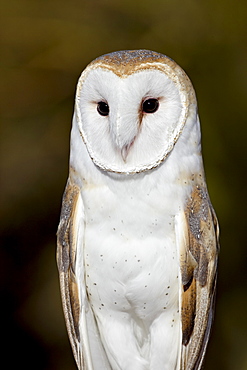 Barn owl (Tyto alba) in captivity, Arizona Sonora Desert Museum, Tucson, Arizona, United States of America, North America