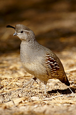 Female Gambel's quail (Callipepla gambelii), Sonny Bono Salton Sea National Wildlife Refuge, California, United States of America, North America