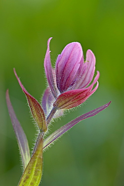 Splitleaf Painted-Cup (Castilleja rhexifolia), Cottonwood Pass, Collegiate Peaks Wilderness, Gunnison National Forest, Colorado, United States of America, North America