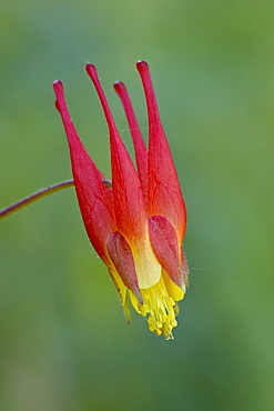 Rocky Mountain red columbine (Aquilegia elegantula), Gunnison National Forest, Colorado, United States of America, North America