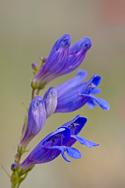 One sided penstemon (sidebells penstemon) (Penstemon secundiflorus), Gunnison National Forest, Colorado, United States of America, North America