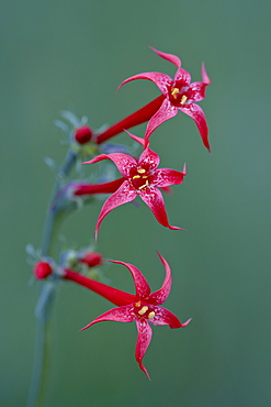 Scarlet Gilia (fairy trumpet) (scarlet skyrocket) (skunk flower) (Ipomopsis aggregeta) (Gilia aggregeta), Gunnison National Forest, Colorado, United States of America, North America