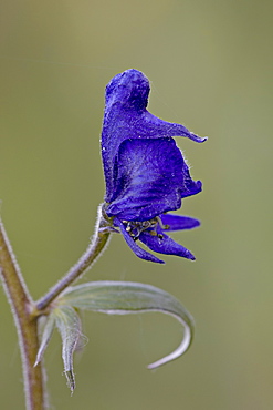 Western monkshood (aconite) (Aconitum columbianum), Gunnison National Forest, Colorado, United States of America, North America