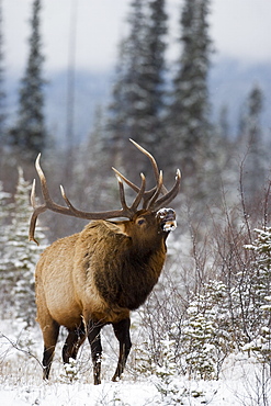 Bull elk (Cervus canadensis) bugling in the snow, Jasper National Park, UNESCO World Heritage Site, Alberta, Canada, North America