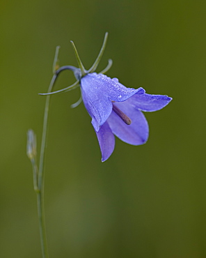 Mountain harebell (Campanula lasiocarpa), Gunnison National Forest, Colorado, United States of America, North America