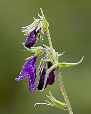 Whipple's penstemon (Penstemon whippleanus), Gunnison National Forest, Colorado, United States of America, North America