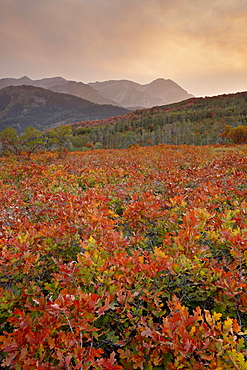 Sunset over red and orange oaks in the fall, Uinta National Forest, Utah, United States of America, North America