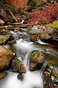 Cascades on Peteetneet Creek with red maples in the fall, Nebo Loop, Uinta National Forest, Utah, United States of America, North America