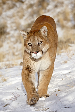 Mountain Lion (Cougar) (Felis concolor) in the snow, in captivity, near Bozeman, Montana, United States of America, North America