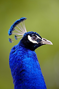 Indian peafowl (Pavo cristatus) cock in captivity, Rio Grande Zoo, Albuquerque Biological Park, Albuquerque, New Mexico, United States of America, North America