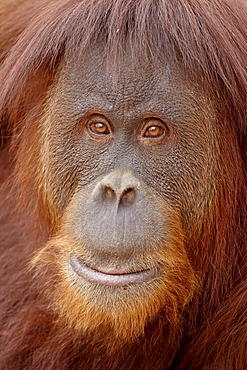 Female Sumatran orangutan (Pongo abelii) in captivity, Rio Grande Zoo, Albuquerque Biological Park, Albuquerque, New Mexico, United States of America, North America