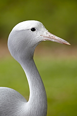 Blue crane (Stanley crane) (Paradise crane) (Anthropoides paradiseus) in captivity, Rio Grande Zoo, Albuquerque Biological Park, Albuquerque, New Mexico, United States of America, North America