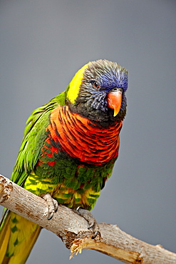 Rainbow lorikeet (Trichoglossus haematodus) in captivity, Rio Grande Zoo, Albuquerque Biological Park, Albuquerque, New Mexico, United States of America, North America