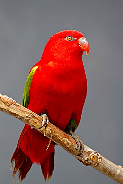 Chattering lory (Lorius garrulus) in captivity, Rio Grande Zoo, Albuquerque Biological Park, Albuquerque, New Mexico, United States of America, North America