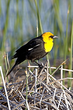 Male yellow-headed blackbird (Xanthocephalus xanthocephalus), Bear River Migratory Bird Refuge, Utah, United States of America, North America