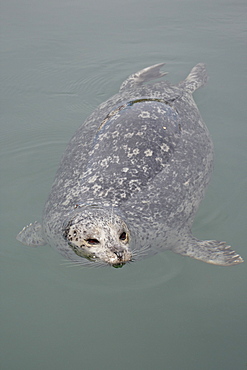 Harbor seal (Phoca vitulina), near Victoria, British Columbia, Canada, North America