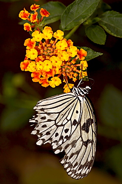 Large tree nymph (paper kite) (white tree nymph) (rice paper butterfly) (Idea leuconoe) in captivity, Butterfly World and Gardens, Coombs, British Columbia, Canada, North America