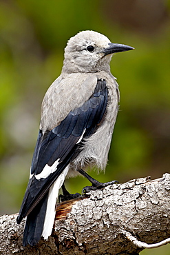 Clark's nutcracker (Nucifraga columbiana), Manning Provincial Park, British Columbia, Canada, North America