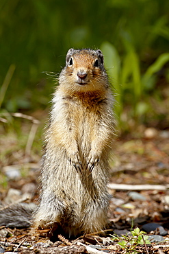 Columbian ground squirrel (Citellus columbianus), Manning Provincial Park, British Columbia, Canada, North America