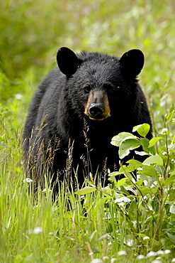 Black bear (Ursus americanus), Alaska Highway, British Columbia, Canada, North America