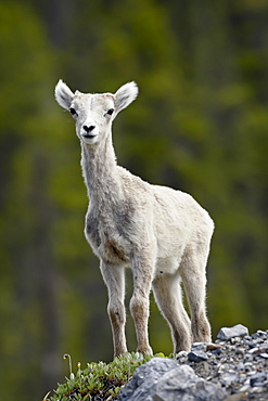 Stone sheep (Ovis dalli stonei) lamb, Muncho Lake Provincial Park, British Columbia, Canada, North America