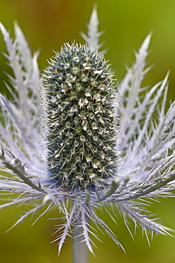 Alpine sea holly (Eryngium alpinum), Palmer, Alaska, United States of America, North America