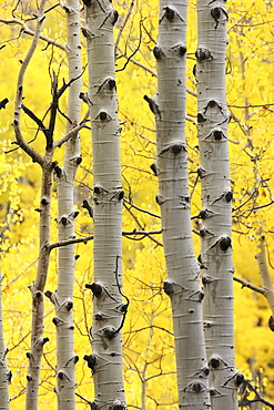 Aspen trunks and fall foliage, near Telluride, Colorado, United States of America, North America