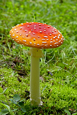 Fly agaric (fly amanita) (Amanita muscaria), Wasilla, Alaska, United States of America, North America