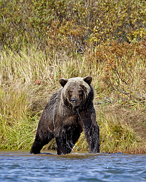 Grizzly bear (Ursus arctos horribilis) (Coastal brown bear) dripping wet while fishing, Katmai National Park and Preserve, Alaska, United States of America, North America