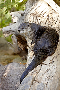 River otter (Lutra canadensis) in captivity, Arizona Sonora Desert Museum, Tucson, Arizona, United States of America. North America