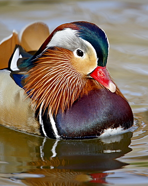 Mandarin duck (Aix galericulata) drake in captivity, Rio Grande Zoo, Albuquerque Biological Park, Albuquerque, New Mexico, United States of America, North America