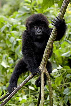 Infant mountain gorilla (Gorilla gorilla beringei) from the Kwitonda group climbing a vine, Volcanoes National Park, Rwanda, Africa