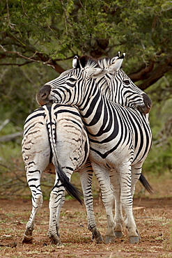 Two Chapman's zebra (Plains zebra) (Equus burchelli antiquorum) resting, Imfolozi Game Reserve, South Africa, Africa