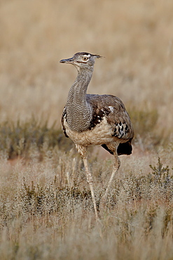 Kori bustard (Ardeotis kori), Kgalagadi Transfrontier Park, encompassing the former Kalahari Gemsbok National Park, South Africa, Africa