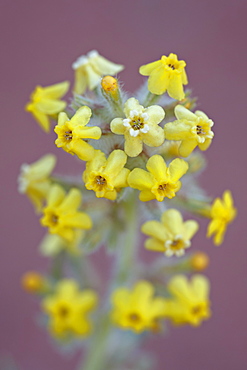 Yellow cryptanth (Brenda's yellow catseye) (Brenda's yellow cryptantha) (Plateau yellow catseye) (Cryptantha flava), Canyon Country, Utah, United States of America, North America