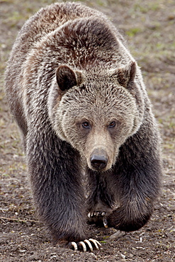 Grizzly bear (Ursus arctos horribilis), Yellowstone National Park, Wyoming, United States of America, North America