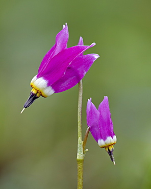 Alpine shooting star (Dodecatheon alpinum), Yellowstone National Park, Wyoming, United States of America, North America